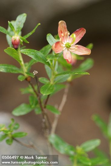 Copperbush blossom & foliage detail