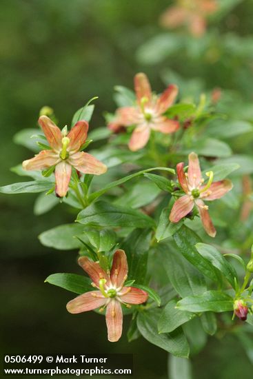 Copperbush blossoms & foliage