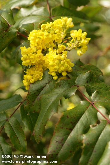 Shining Oregon Grape blossoms & foliage