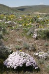 Showy Phlox among Big Sagebrush & Arrowleaf Balsamroot