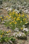 Arrowleaf Balsamroot & Showy Phlox among Big Sagebrush