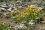 Arrowleaf Balsamroot & Showy Phlox among Big Sagebrush