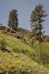 Ponderosa Pines & Arrowleaf Balsamroot on rocky slope in Grande Ronde valley