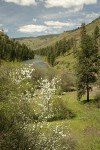 Serviceberry, Ponderosa Pines along Grande Ronde R