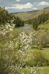 Serviceberry, Ponderosa Pines along Grande Ronde R