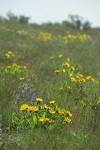 Carey's Balsamroot among grasses & Lupines