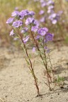 Threadleaf Phacelia