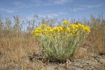 Douglas' Bladder Pod among dry grasses under blue sky