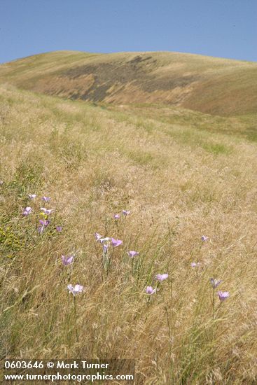 Green-banded Mariposa-lilies among grasses