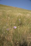 Green-banded Mariposa-lilies among grasses