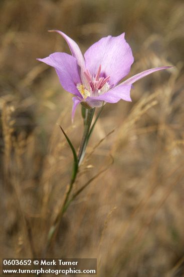 Green-banded Mariposa-lily