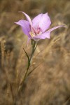 Green-banded Mariposa-lily