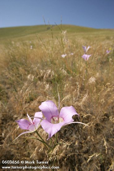 Green-banded Mariposa-lilies among grasses