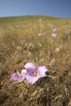 Green-banded Mariposa-lilies among grasses