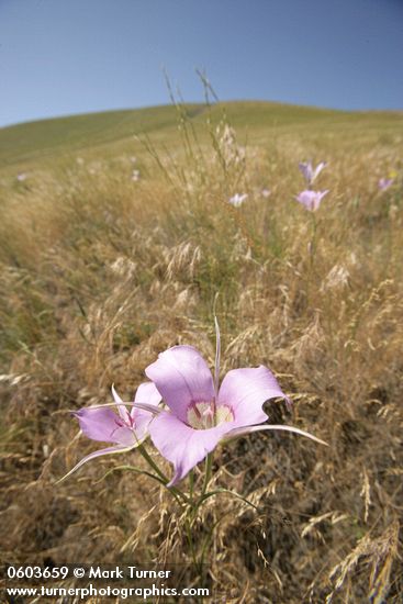 Green-banded Mariposa-lilies among grasses