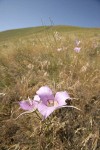 Green-banded Mariposa-lilies among grasses