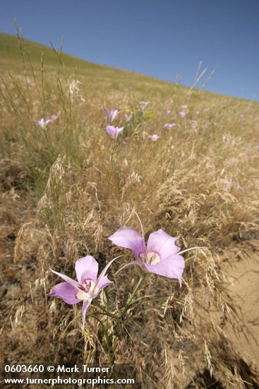 Green-banded Mariposa-lilies among grasses