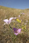 Green-banded Mariposa-lilies & Slender Hawksbeard among grasses