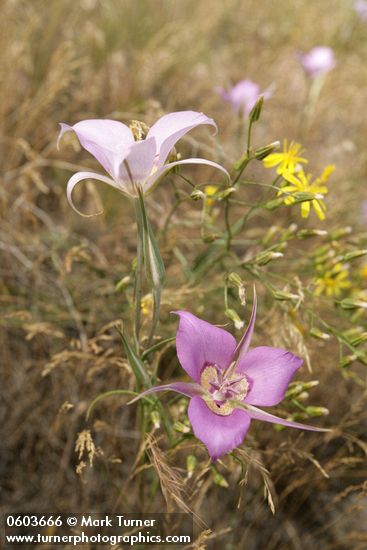 Green-banded Mariposa-lilies & Slender Hawksbeard