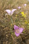 Green-banded Mariposa-lilies & Slender Hawksbeard