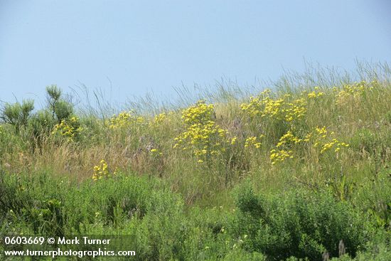 Slender Hawksbeard among grasses on hillside