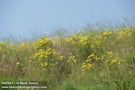 Slender Hawksbeard among grasses on hillside