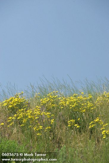 Slender Hawksbeard among grasses on hillside