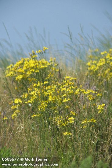 Slender Hawksbeard among grasses