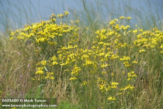 Slender Hawksbeard among grasses