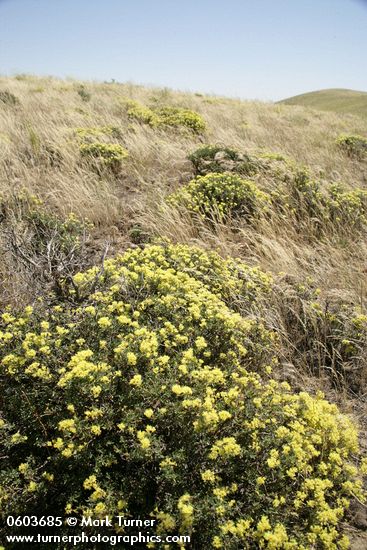 Round-headed Desert Buckwheat among grasses