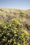 Round-headed Desert Buckwheat among grasses