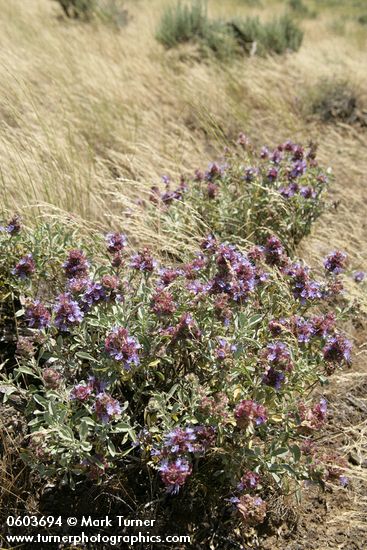 Purple Sage among grasses