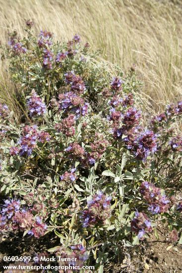 Purple Sage