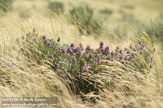 Purple Sage among grasses