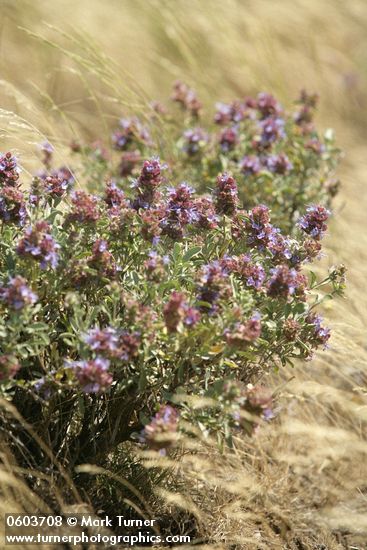 Purple Sage