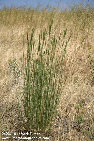 Tall {unidentified} bunchgrass