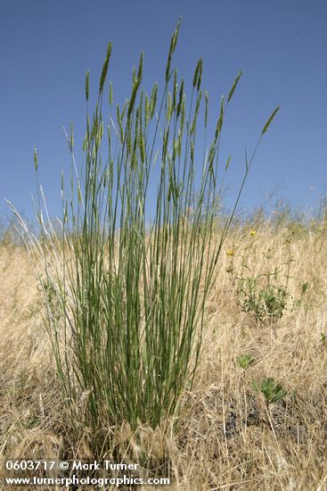 Tall {unidentified} bunchgrass