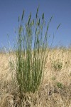 Tall {unidentified} bunchgrass