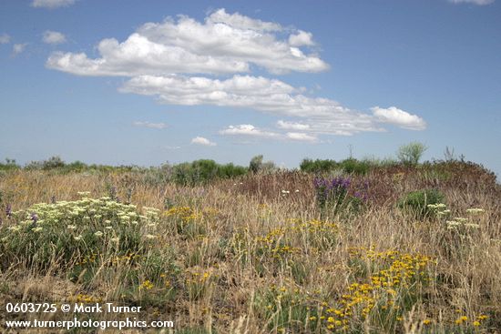Creamy Eriogonum, Yellow Desert Daisies, Lupines under blue sky w/ puffy clouds