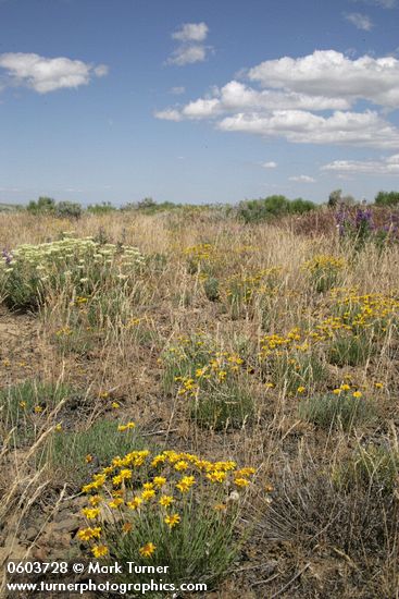 Yellow Desert Daisies, Creamy Eriogonum, Lupines under blue sky w/ puffy clouds