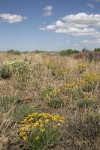 Yellow Desert Daisies, Creamy Eriogonum, Lupines under blue sky w/ puffy clouds