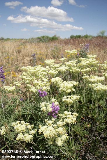 Creamy Eriogonum, Lupines under blue sky w/ puffy clouds
