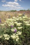 Creamy Eriogonum, Lupines under blue sky w/ puffy clouds