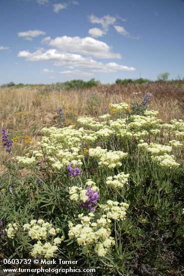 Creamy Eriogonum, Lupines under blue sky w/ puffy clouds
