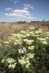 Creamy Eriogonum, Lupines under blue sky w/ puffy clouds