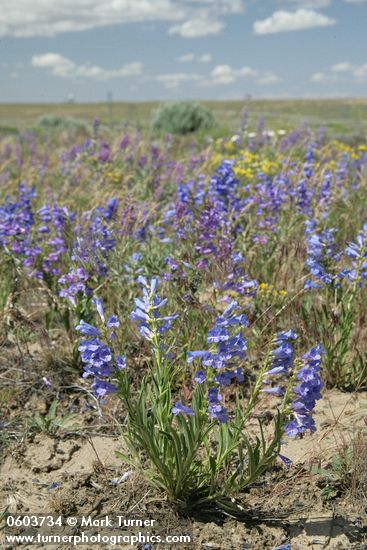 Showy Penstemon, Lupines under blue sky w/ puffy clouds