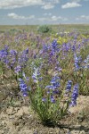 Showy Penstemon, Lupines under blue sky w/ puffy clouds