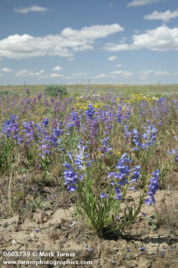 Showy Penstemon, Lupines under blue sky w/ puffy clouds