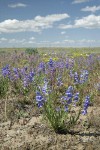 Showy Penstemon, Lupines under blue sky w/ puffy clouds