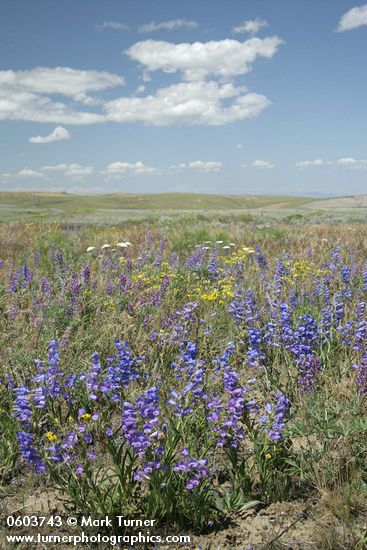 Showy Penstemon, Lupines under blue sky w/ puffy clouds